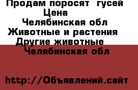 Продам поросят, гусей  › Цена ­ 200 - Челябинская обл. Животные и растения » Другие животные   . Челябинская обл.